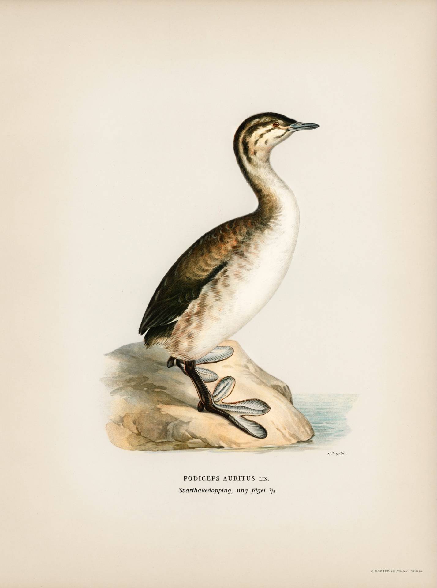 Young horned grebe (Podiceps auritus) illustrated by the von Wright brothers. Digitally enhanced from our own 1929 folio version of Svenska Fåglar Efter Naturen Och Pa Sten Ritade.
